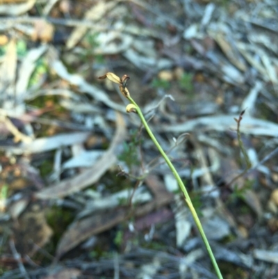 Corunastylis clivicola (Rufous midge orchid) at Black Mountain - 20 Jun 2015 by AaronClausen