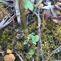 Speculantha rubescens (Blushing Tiny Greenhood) at Black Mountain - 20 Jun 2015 by AaronClausen