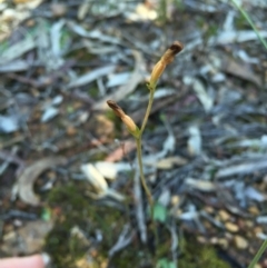 Speculantha rubescens at Canberra Central, ACT - 20 Jun 2015