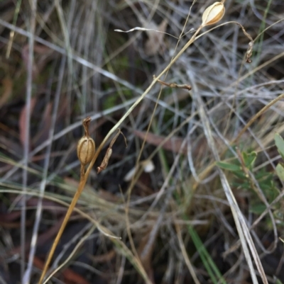 Speculantha rubescens (Blushing Tiny Greenhood) at Black Mountain - 20 Jun 2015 by AaronClausen