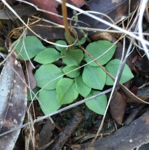 Speculantha rubescens at Canberra Central, ACT - suppressed