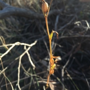 Speculantha rubescens at Canberra Central, ACT - 20 Jun 2015