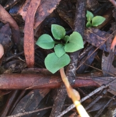 Speculantha rubescens at Canberra Central, ACT - suppressed