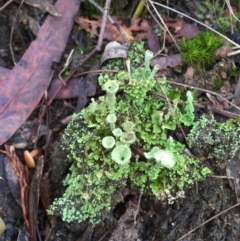 Cladonia sp. (genus) (Cup Lichen) at Canberra Central, ACT - 20 Jun 2015 by AaronClausen