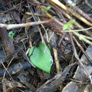 Eriochilus cucullatus at Canberra Central, ACT - 20 Jun 2015