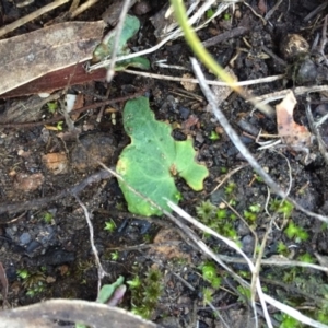 Acianthus exsertus at Canberra Central, ACT - 20 Jun 2015