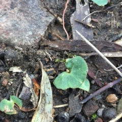 Acianthus exsertus at Canberra Central, ACT - 20 Jun 2015