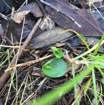 Corysanthes incurva (Slaty Helmet Orchid) at Black Mountain - 20 Jun 2015 by AaronClausen