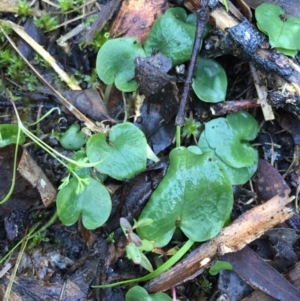 Corysanthes hispida at Canberra Central, ACT - 20 Jun 2015