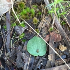 Cyrtostylis reniformis (Common Gnat Orchid) at Canberra Central, ACT by AaronClausen