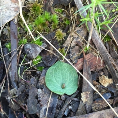 Cyrtostylis reniformis (Common Gnat Orchid) at Black Mountain - 20 Jun 2015 by AaronClausen