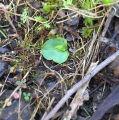 Corysanthes incurva (Slaty Helmet Orchid) at Canberra Central, ACT by AaronClausen