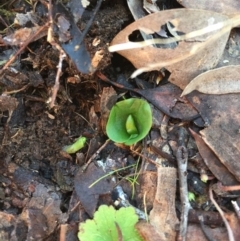 Corysanthes incurva (Slaty Helmet Orchid) at Canberra Central, ACT by AaronClausen