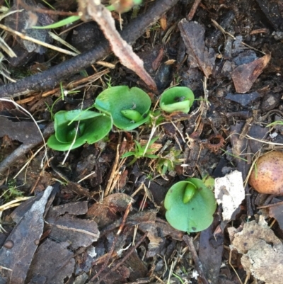 Corysanthes incurva (Slaty Helmet Orchid) at Black Mountain - 20 Jun 2015 by AaronClausen