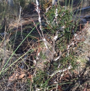 Dillwynia sericea at Canberra Central, ACT - 20 Jun 2015