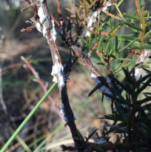 Dillwynia sericea at Canberra Central, ACT - 20 Jun 2015