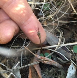 Acianthus collinus at Point 5058 - 20 Jun 2015