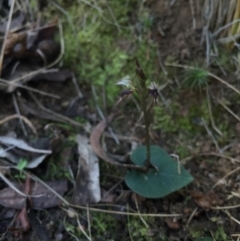 Acianthus collinus (Inland Mosquito Orchid) at Black Mountain - 20 Jun 2015 by AaronClausen