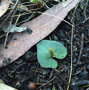 Acianthus exsertus at Undefined Area - suppressed