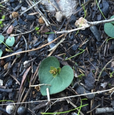 Acianthus exsertus (Large Mosquito Orchid) at Point 5438 - 20 Jun 2015 by AaronClausen