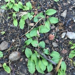 Chiloglottis trapeziformis (Diamond Ant Orchid) at Point 5438 - 20 Jun 2015 by AaronClausen