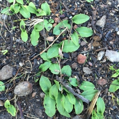 Chiloglottis trapeziformis (Diamond Ant Orchid) at Point 5438 - 20 Jun 2015 by AaronClausen