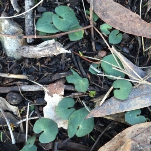 Acianthus sp. at Undefined Area - suppressed