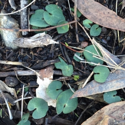 Acianthus sp. (Mayflower Orchid) at Point 5439 - 20 Jun 2015 by AaronClausen