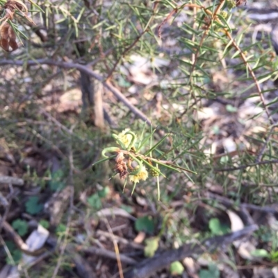 Acacia ulicifolia (Prickly Moses) at Canberra Central, ACT - 20 Jun 2015 by waltraud