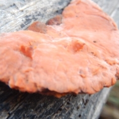 Trametes coccinea (Scarlet Bracket) at Red Hill, ACT - 20 Jun 2015 by MichaelMulvaney