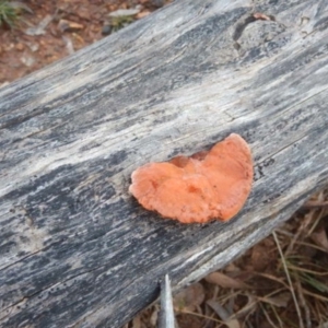 Trametes coccinea at Red Hill, ACT - 20 Jun 2015