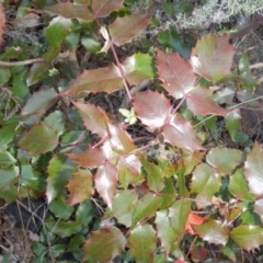 Berberis aquifolium (Oregon Grape) at Red Hill Nature Reserve - 20 Jun 2015 by MichaelMulvaney