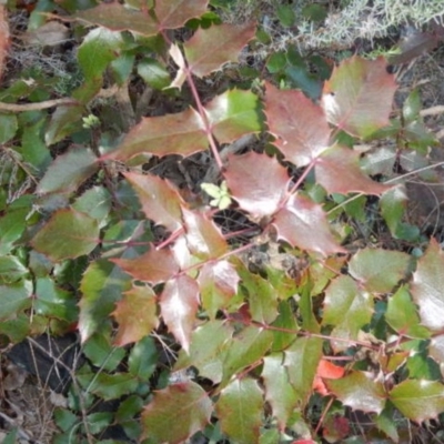 Berberis aquifolium (Oregon Grape) at Red Hill, ACT - 20 Jun 2015 by MichaelMulvaney