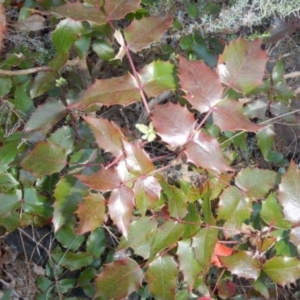 Berberis aquifolium at Red Hill, ACT - 20 Jun 2015