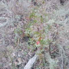 Berberis aquifolium at Red Hill, ACT - 20 Jun 2015