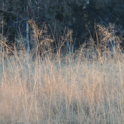 Eragrostis curvula (African Lovegrass) at Bonython, ACT - 21 Jun 2015 by MichaelBedingfield