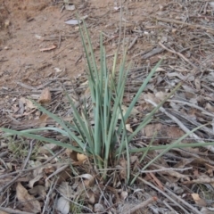 Dianella sp. aff. longifolia (Benambra) (Pale Flax Lily, Blue Flax Lily) at Bonython, ACT - 21 Jun 2015 by MichaelBedingfield