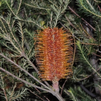 Banksia ericifolia subsp. ericifolia (Heath-leaved Banksia) at Bonython, ACT - 21 Jun 2015 by MichaelBedingfield