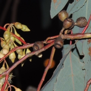 Eucalyptus sideroxylon at Bonython, ACT - 21 Jun 2015 06:48 PM