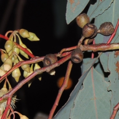 Eucalyptus sideroxylon (Mugga Ironbark) at Stranger Pond - 21 Jun 2015 by michaelb