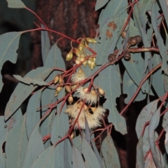 Eucalyptus sideroxylon at Bonython, ACT - 21 Jun 2015 06:48 PM