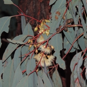 Eucalyptus sideroxylon at Bonython, ACT - 21 Jun 2015