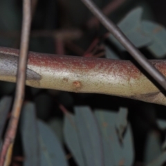 Eucalyptus sideroxylon at Bonython, ACT - 21 Jun 2015 06:48 PM