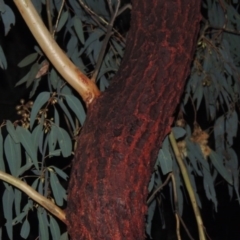 Eucalyptus sideroxylon at Bonython, ACT - 21 Jun 2015 06:48 PM