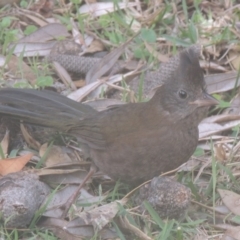 Psophodes olivaceus (Eastern Whipbird) at Murramarang National Park - 12 Jun 2014 by michaelb