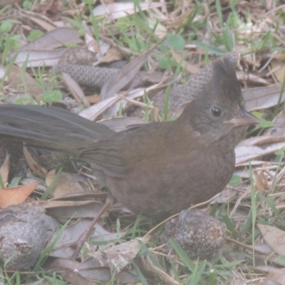 Psophodes olivaceus (Eastern Whipbird) at Murramarang National Park - 12 Jun 2014 by michaelb