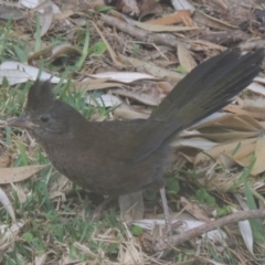 Psophodes olivaceus at Murramarang National Park - 12 Jun 2014 05:11 PM