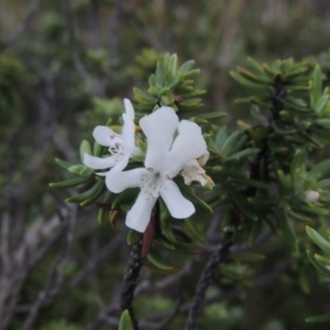 Westringia fruticosa at Murramarang National Park - 5 Jun 2014