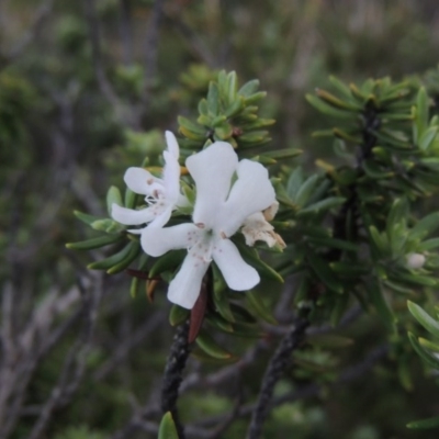 Westringia fruticosa (Native Rosemary) at Murramarang National Park - 5 Jun 2014 by michaelb