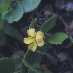 Goodenia ovata (Hop Goodenia) at Murramarang National Park - 5 Jun 2014 by MichaelBedingfield